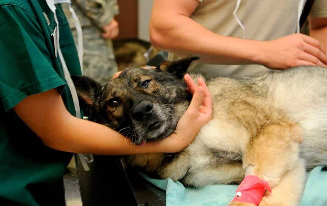 Como Muere un Perro con Insuficiencia Renal