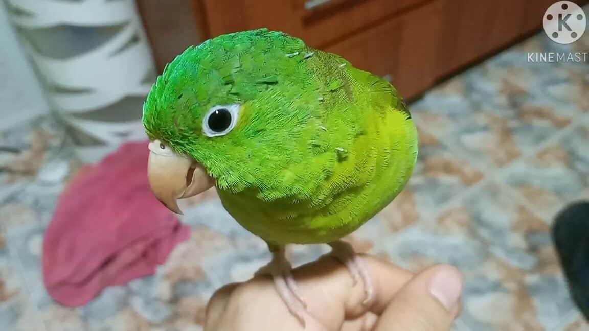 Cómo saber si es hembra o macho un perico verde
