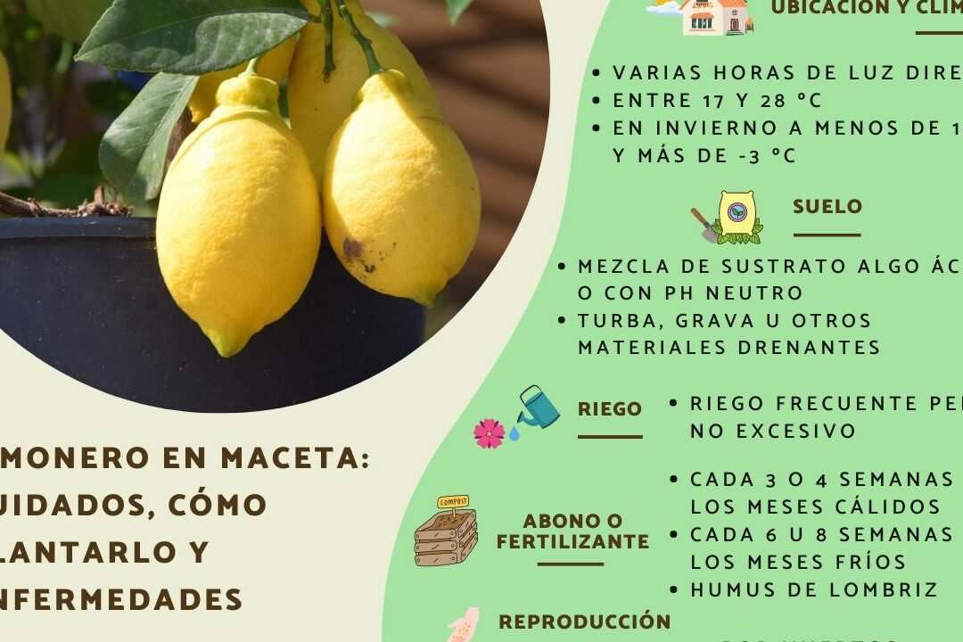 Cómo Trasplantar un Limonero Adulto: Guía Paso a Paso