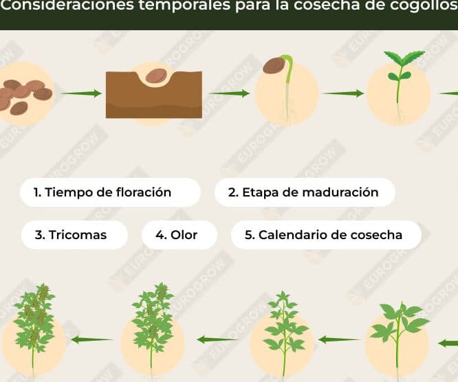 Descubre Cómo Observar los Tricomas sin Necesidad de una Lupa