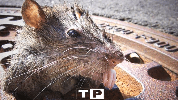 El asombroso mundo de las ratas de alcantarilla: conoce cómo viven en la ciudad subterránea