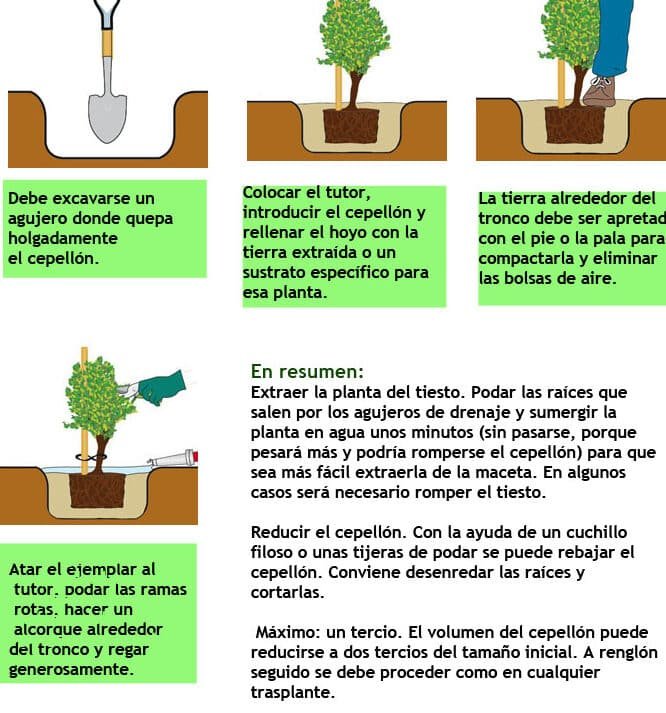 Guía completa: Cómo trasplantar un árbol adulto con éxito