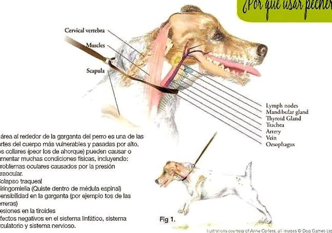 Guía Completa: Cómo Utilizar de Forma Adecuada el Collar de Adiestramiento para Perros
