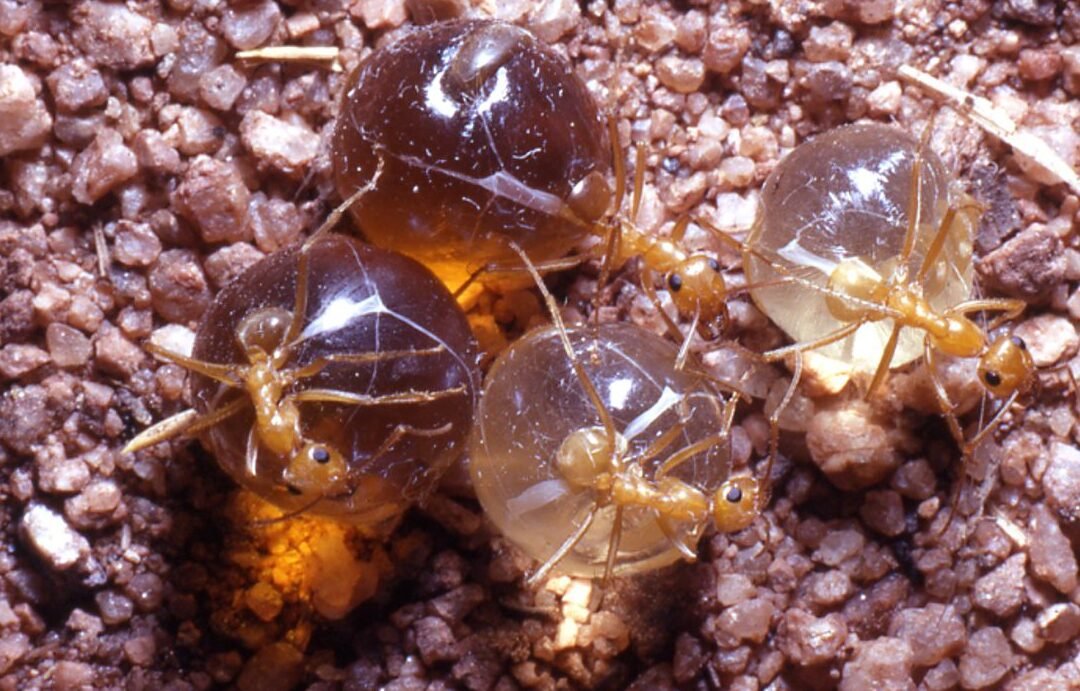 Sobrevive al Invierno: Los Secretos de las Hormigas para Sobrevivir en Invierno